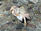 Ocypode ceratophtalma, Crabe chevalier
